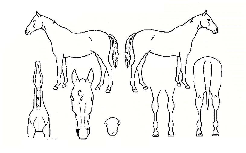 ��Ʋ������ ����,���,�޸�,�λ�,�ٸ��� Ư¡����