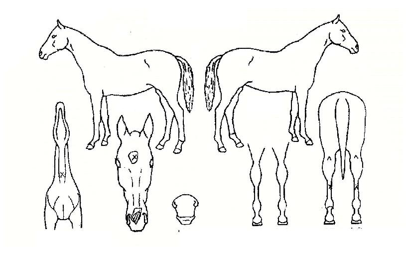 ¿À°í°¡´ÂÁ¤ÀÇ Ãø¸é,¿ì¸é,µÞ¸é,µÎ»ó,´Ù¸®ÀÇ Æ¯Â¡µµÇØ