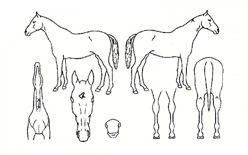 �Űż����� ����,���,�޸�,�λ�,�ٸ��� Ư¡����