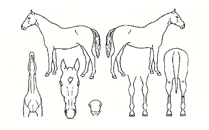 �̽ô밭���� ����,���,�޸�,�λ�,�ٸ��� Ư¡����