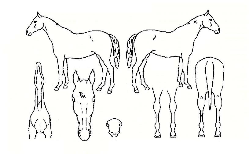 ¹«ÆÐ¸íÀåÀÇ Ãø¸é,¿ì¸é,µÞ¸é,µÎ»ó,´Ù¸®ÀÇ Æ¯Â¡µµÇØ