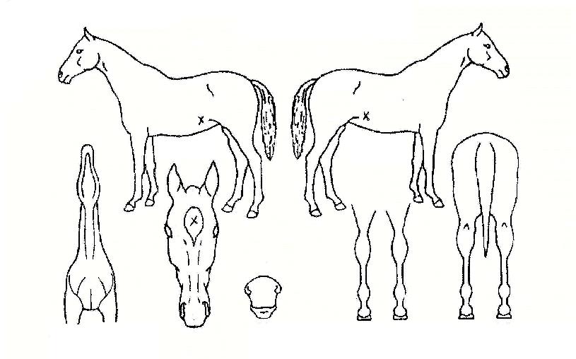 °¡¾ßÇÞ»ìÀÇ Ãø¸é,¿ì¸é,µÞ¸é,µÎ»ó,´Ù¸®ÀÇ Æ¯Â¡µµÇØ