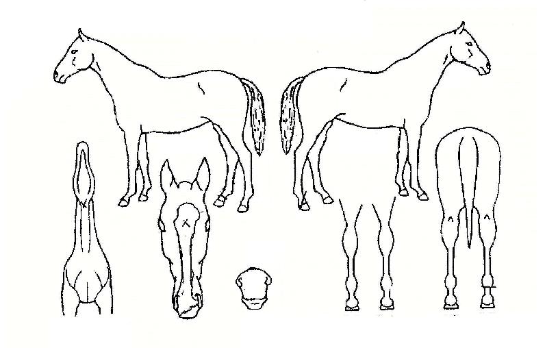 ´ÞŸ³ÉÀÇ Ãø¸é,¿ì¸é,µÞ¸é,µÎ»ó,´Ù¸®ÀÇ Æ¯Â¡µµÇØ