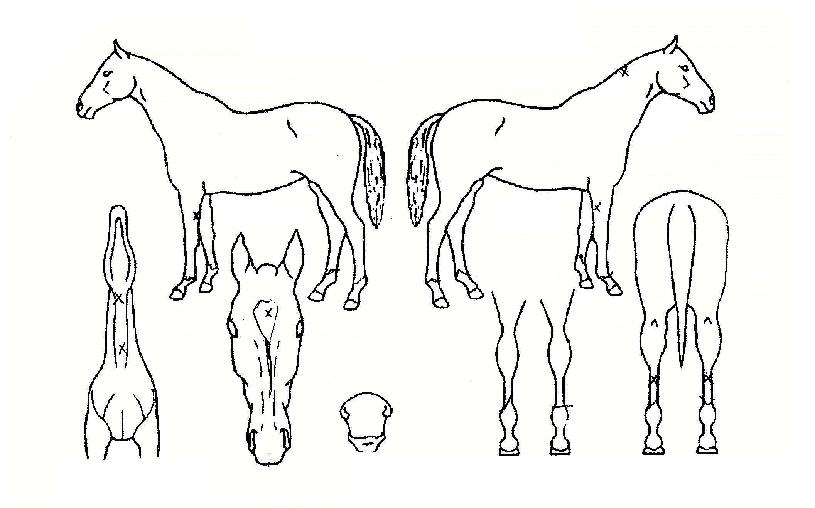 ¾Æ¹Ì°¡´í¼ÀÇ Ãø¸é,¿ì¸é,µÞ¸é,µÎ»ó,´Ù¸®ÀÇ Æ¯Â¡µµÇØ