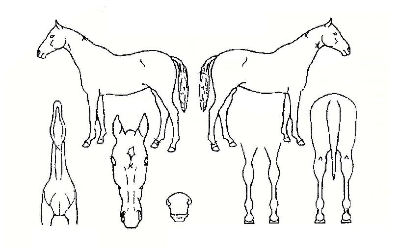 �ʿ����ڶ��� ����,���,�޸�,�λ�,�ٸ��� Ư¡����