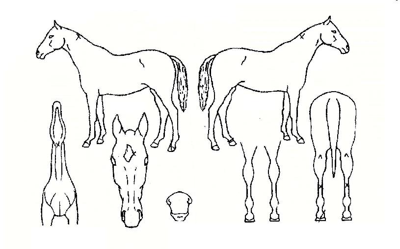 µ¿¹æÇì·ÎÀÎÀÇ Ãø¸é,¿ì¸é,µÞ¸é,µÎ»ó,´Ù¸®ÀÇ Æ¯Â¡µµÇØ