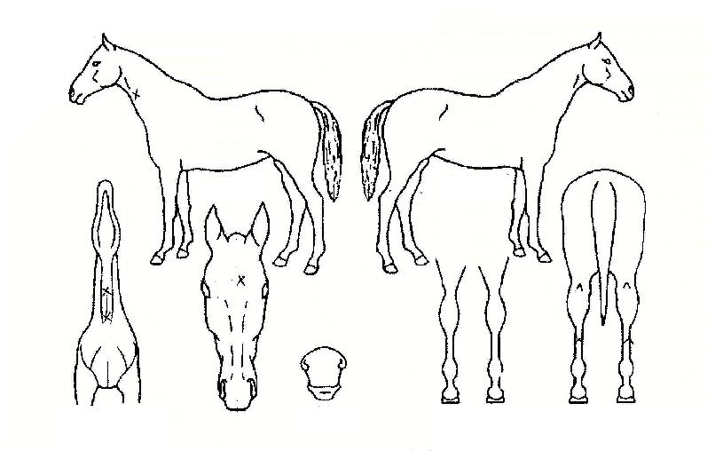 ��������Ʈ�� ����,���,�޸�,�λ�,�ٸ��� Ư¡����