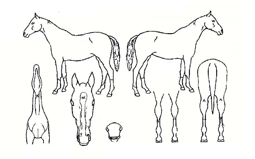 ºäƼÆÞÀÇ Ãø¸é,¿ì¸é,µÞ¸é,µÎ»ó,´Ù¸®ÀÇ Æ¯Â¡µµÇØ