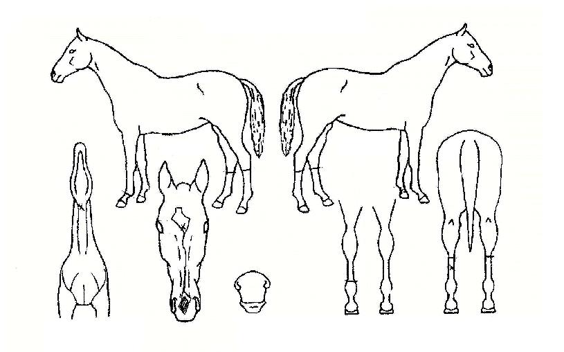 ������ũ�� ����,���,�޸�,�λ�,�ٸ��� Ư¡����