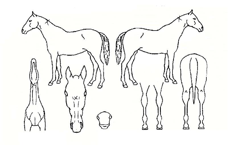 ÃÊ¿øÀÇÇâ±âÀÇ Ãø¸é,¿ì¸é,µÞ¸é,µÎ»ó,´Ù¸®ÀÇ Æ¯Â¡µµÇØ