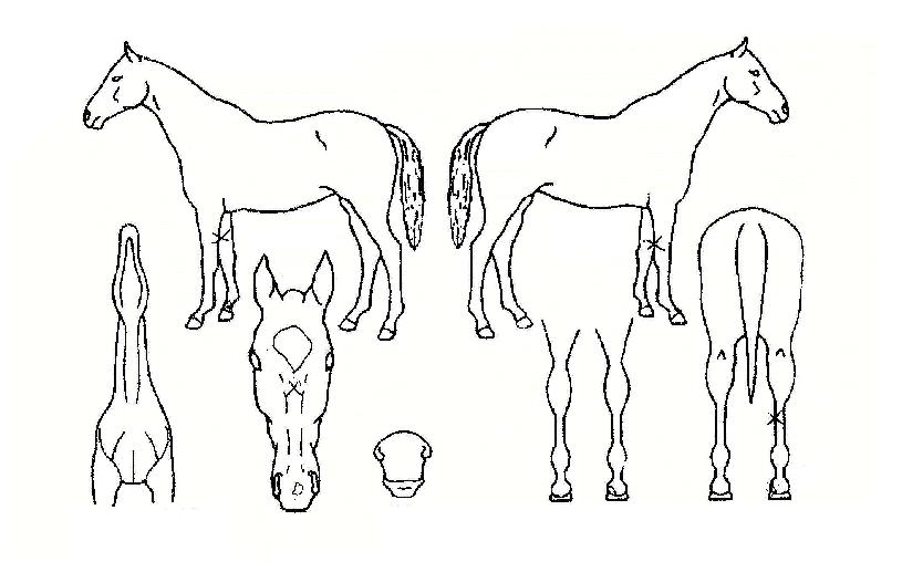 ¼¸®½ºÀÚ¸¶ÀÇ Ãø¸é,¿ì¸é,µÞ¸é,µÎ»ó,´Ù¸®ÀÇ Æ¯Â¡µµÇØ