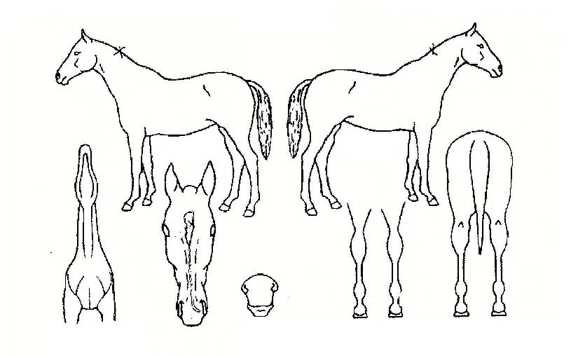 ³ëÆ¿·¯½ºÀÇ Ãø¸é,¿ì¸é,µÞ¸é,µÎ»ó,´Ù¸®ÀÇ Æ¯Â¡µµÇØ