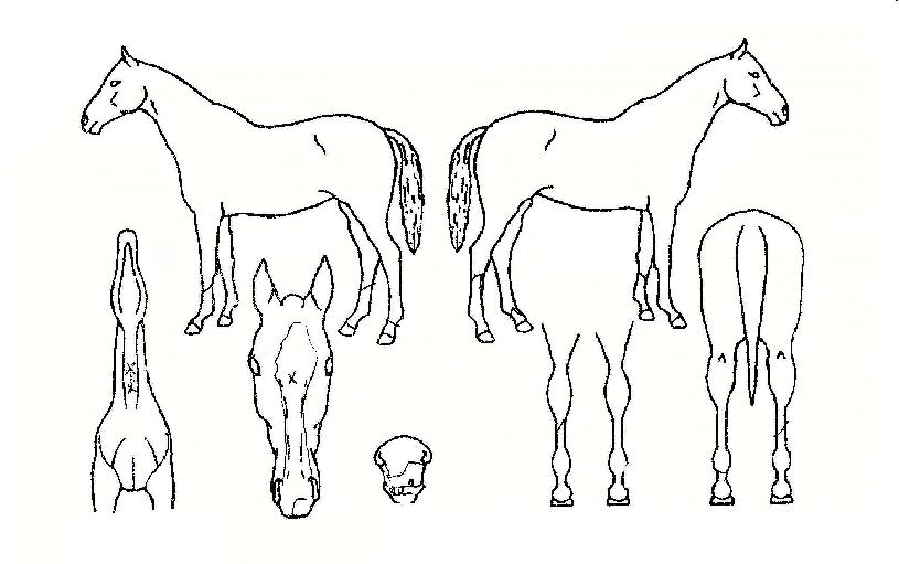 ��ǳ������ ����,���,�޸�,�λ�,�ٸ��� Ư¡����