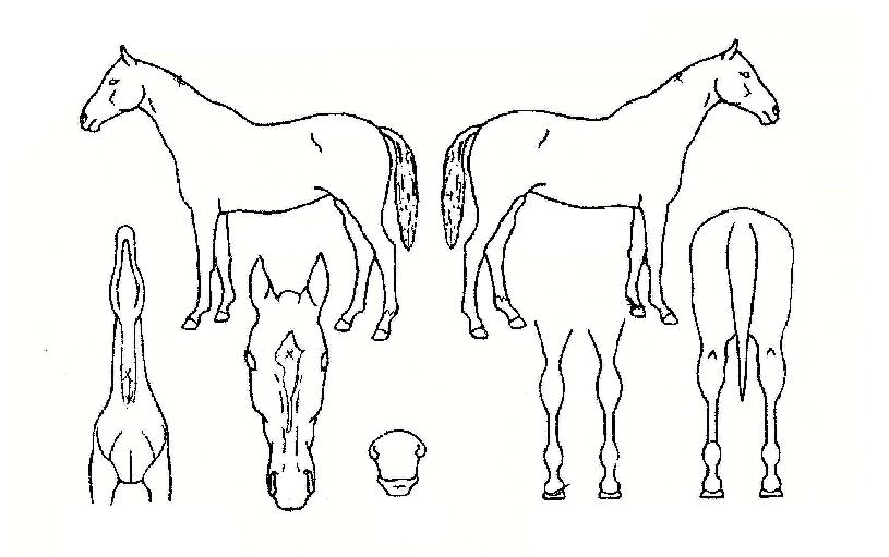 �̱����� ����,���,�޸�,�λ�,�ٸ��� Ư¡����