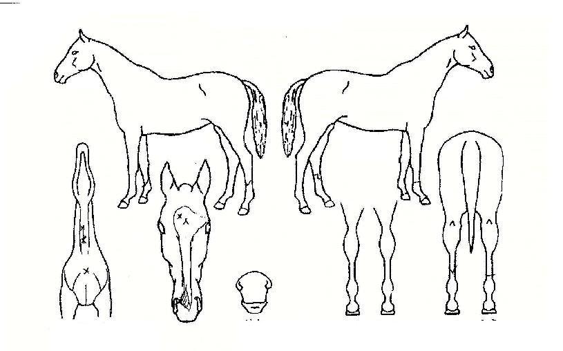 ·¹¾Ë¸ÇÀÇ Ãø¸é,¿ì¸é,µÞ¸é,µÎ»ó,´Ù¸®ÀÇ Æ¯Â¡µµÇØ