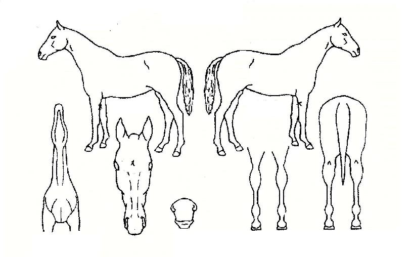 ÀÚ¿¬±¤ÀÇ Ãø¸é,¿ì¸é,µÞ¸é,µÎ»ó,´Ù¸®ÀÇ Æ¯Â¡µµÇØ