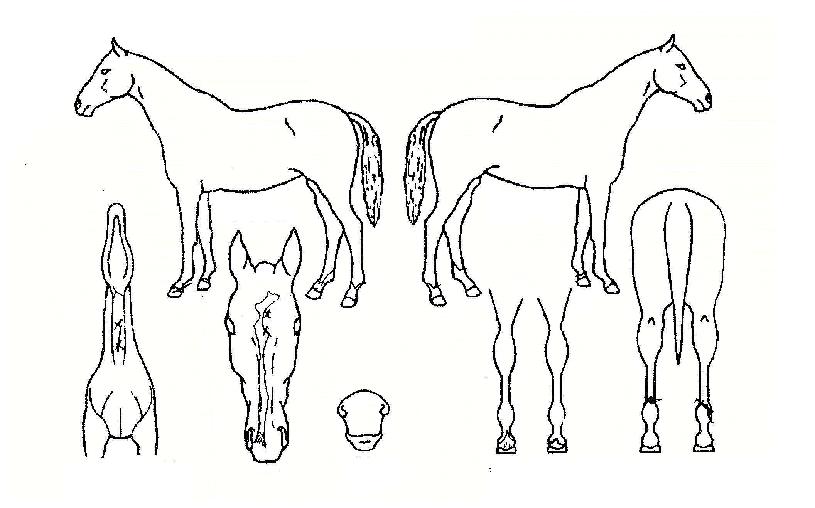 ½áµå¿þÀÌÀÇ Ãø¸é,¿ì¸é,µÞ¸é,µÎ»ó,´Ù¸®ÀÇ Æ¯Â¡µµÇØ