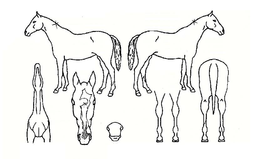 ÃáÇÏÃßµ¿ÀÇ Ãø¸é,¿ì¸é,µÞ¸é,µÎ»ó,´Ù¸®ÀÇ Æ¯Â¡µµÇØ