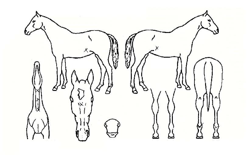 ·±Ä¡¹Ú½ºÀÚ¸¶ÀÇ Ãø¸é,¿ì¸é,µÞ¸é,µÎ»ó,´Ù¸®ÀÇ Æ¯Â¡µµÇØ