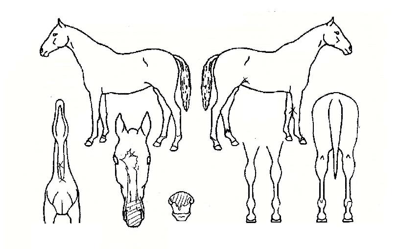 ¸ôÅäÇÁ·¹½ºÅäÀÇ Ãø¸é,¿ì¸é,µÞ¸é,µÎ»ó,´Ù¸®ÀÇ Æ¯Â¡µµÇØ