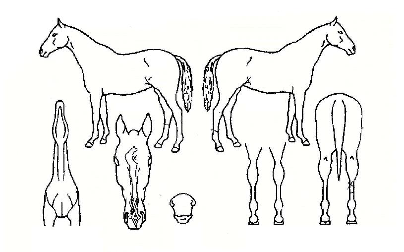 �籺������ ����,���,�޸�,�λ�,�ٸ��� Ư¡����