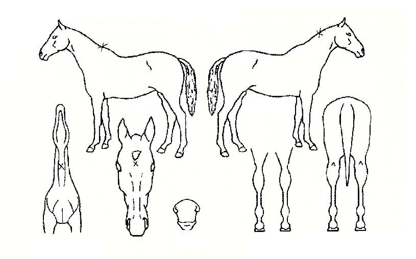 ¸ÚÁö´ÙÀÇ Ãø¸é,¿ì¸é,µÞ¸é,µÎ»ó,´Ù¸®ÀÇ Æ¯Â¡µµÇØ