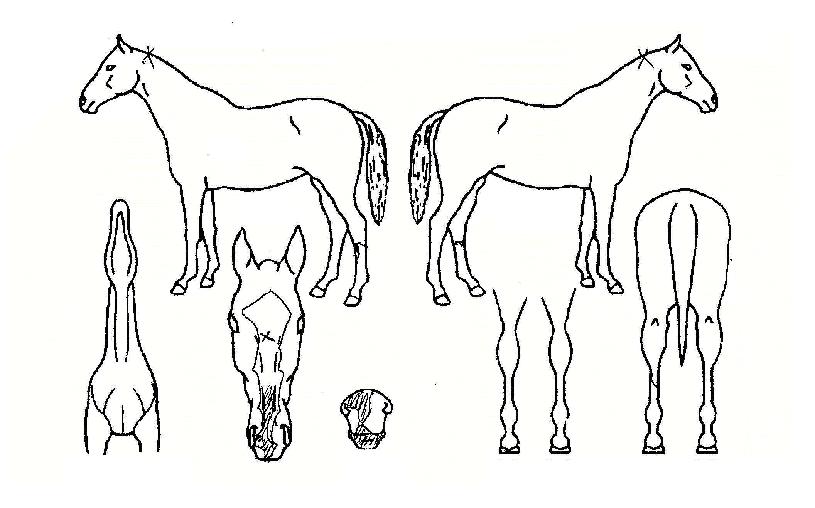 °È£Áö±âÀÇ Ãø¸é,¿ì¸é,µÞ¸é,µÎ»ó,´Ù¸®ÀÇ Æ¯Â¡µµÇØ