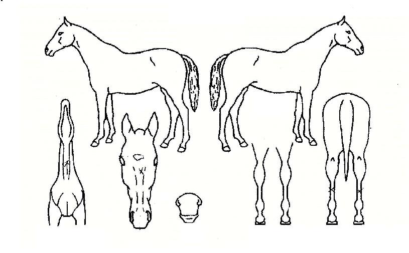 ÀåÀÚ´ë·ÎÀÇ Ãø¸é,¿ì¸é,µÞ¸é,µÎ»ó,´Ù¸®ÀÇ Æ¯Â¡µµÇØ