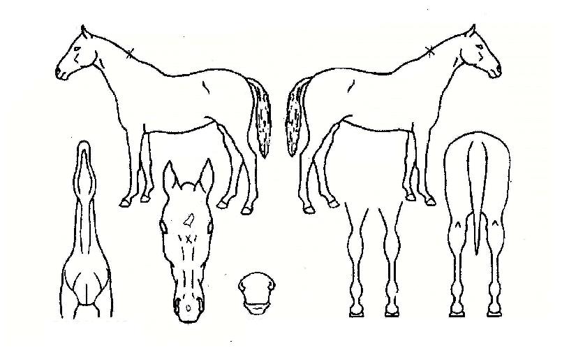 ´ëÇà¿îÀÚ¸¶ÀÇ Ãø¸é,¿ì¸é,µÞ¸é,µÎ»ó,´Ù¸®ÀÇ Æ¯Â¡µµÇØ