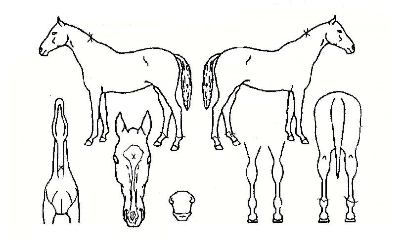 ��Ϻ���Ű�ڸ��� ����,���,�޸�,�λ�,�ٸ��� Ư¡����