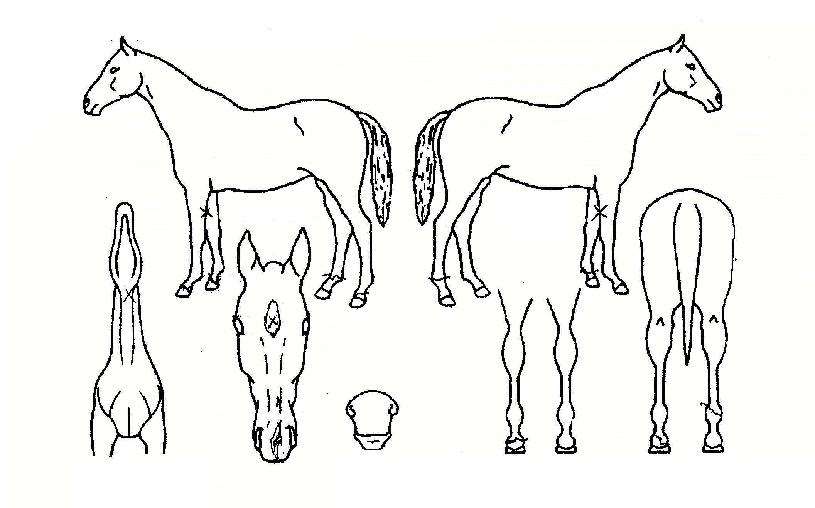 ���׳��� ����,���,�޸�,�λ�,�ٸ��� Ư¡����