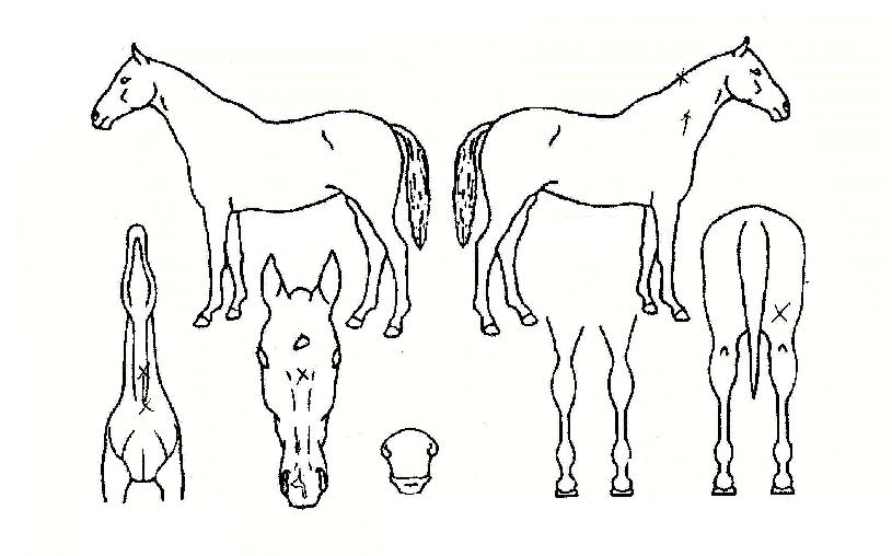 Á¦À̽ºÅÏÀÇ Ãø¸é,¿ì¸é,µÞ¸é,µÎ»ó,´Ù¸®ÀÇ Æ¯Â¡µµÇØ