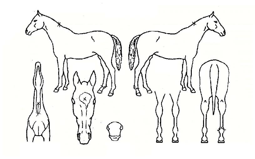 ǳ���� ����,���,�޸�,�λ�,�ٸ��� Ư¡����