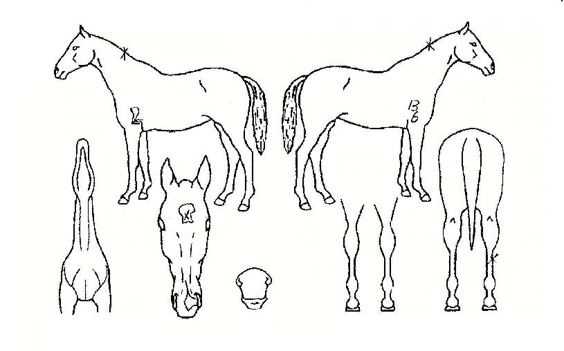 ¿äµé¼Ûµð¹ÙÀÇ Ãø¸é,¿ì¸é,µÞ¸é,µÎ»ó,´Ù¸®ÀÇ Æ¯Â¡µµÇØ