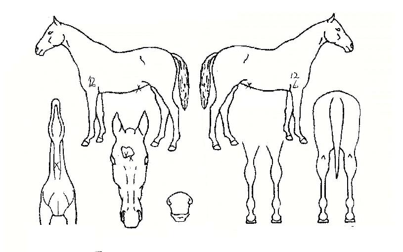 ������� ����,���,�޸�,�λ�,�ٸ��� Ư¡����