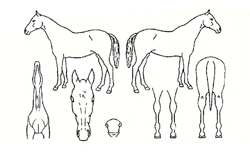 �߷յ����� ����,���,�޸�,�λ�,�ٸ��� Ư¡����