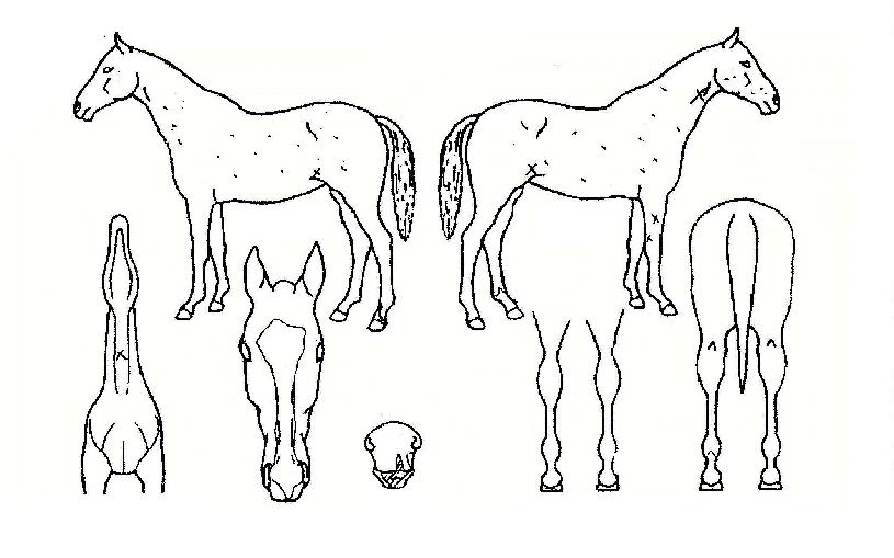 ÇÁ¸®¹Ì¾öä³ÎÀÇ Ãø¸é,¿ì¸é,µÞ¸é,µÎ»ó,´Ù¸®ÀÇ Æ¯Â¡µµÇØ