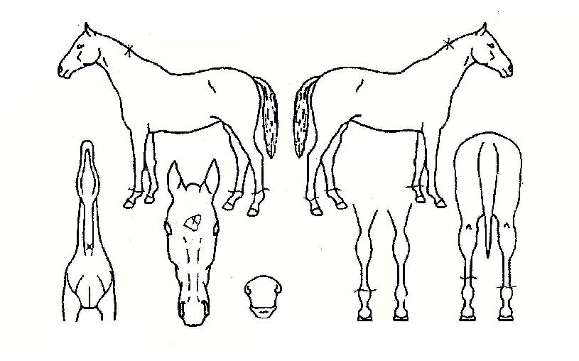 ¿¹¼úÀÛǰÀÇ Ãø¸é,¿ì¸é,µÞ¸é,µÎ»ó,´Ù¸®ÀÇ Æ¯Â¡µµÇØ