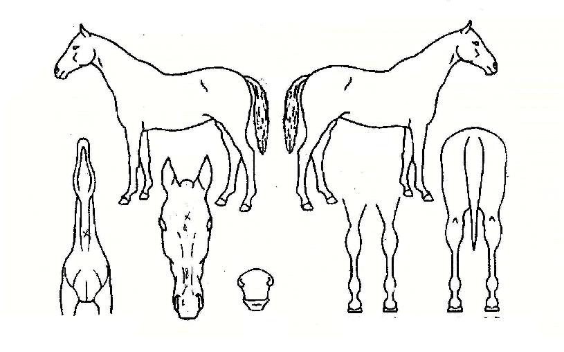 »õº®±â»óÀÇ Ãø¸é,¿ì¸é,µÞ¸é,µÎ»ó,´Ù¸®ÀÇ Æ¯Â¡µµÇØ