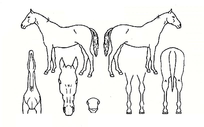 ���������� ����,���,�޸�,�λ�,�ٸ��� Ư¡����