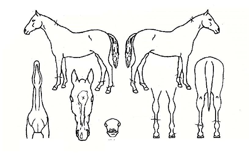¿¡À̽ºº»»öÀÇ Ãø¸é,¿ì¸é,µÞ¸é,µÎ»ó,´Ù¸®ÀÇ Æ¯Â¡µµÇØ