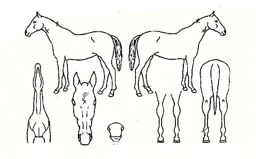 õ���������� ����,���,�޸�,�λ�,�ٸ��� Ư¡����