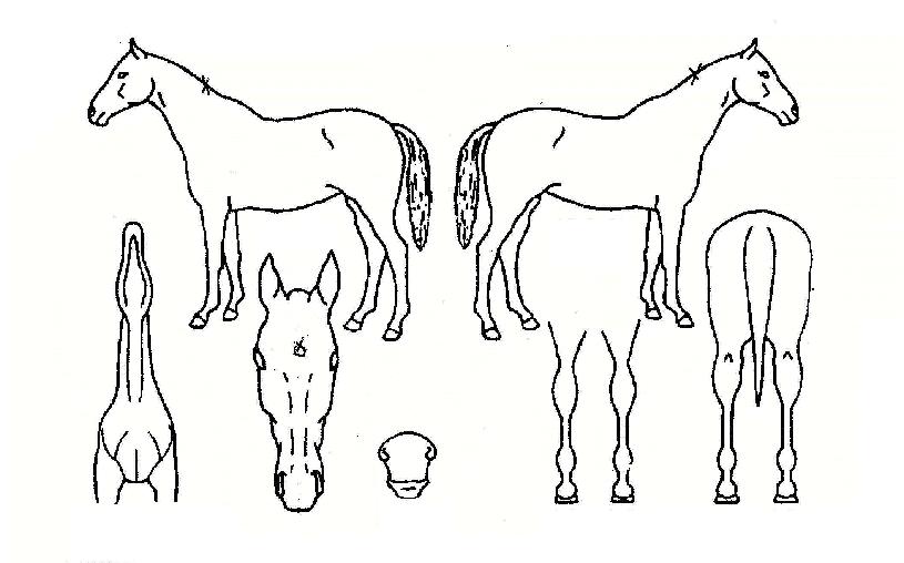 ½ÊÀÏÀå»ýÀÇ Ãø¸é,¿ì¸é,µÞ¸é,µÎ»ó,´Ù¸®ÀÇ Æ¯Â¡µµÇØ