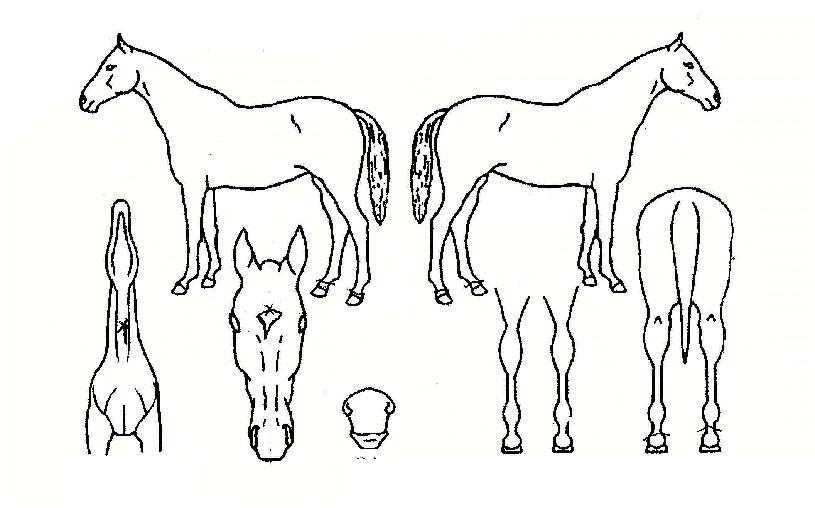 ÁÖ¸»½Â¸®ÀÇ Ãø¸é,¿ì¸é,µÞ¸é,µÎ»ó,´Ù¸®ÀÇ Æ¯Â¡µµÇØ