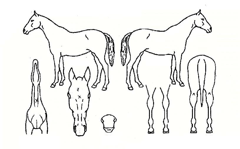 ºí·¢¶óº§ÀÇ Ãø¸é,¿ì¸é,µÞ¸é,µÎ»ó,´Ù¸®ÀÇ Æ¯Â¡µµÇØ