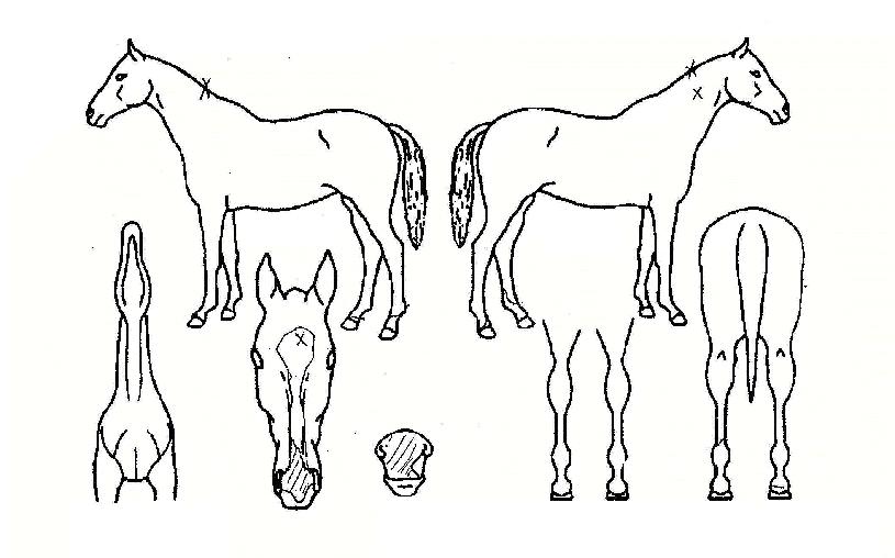 ÇϾáÁøÁÖÀÇ Ãø¸é,¿ì¸é,µÞ¸é,µÎ»ó,´Ù¸®ÀÇ Æ¯Â¡µµÇØ