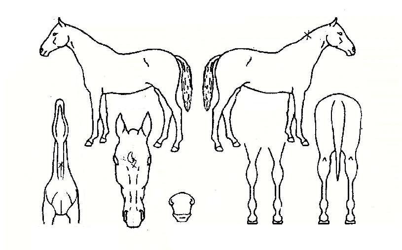 ¾ÆÅèÀÇ Ãø¸é,¿ì¸é,µÞ¸é,µÎ»ó,´Ù¸®ÀÇ Æ¯Â¡µµÇØ