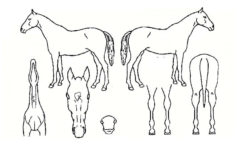 ÅͼÇÁ¦ÀÏÀÇ Ãø¸é,¿ì¸é,µÞ¸é,µÎ»ó,´Ù¸®ÀÇ Æ¯Â¡µµÇØ