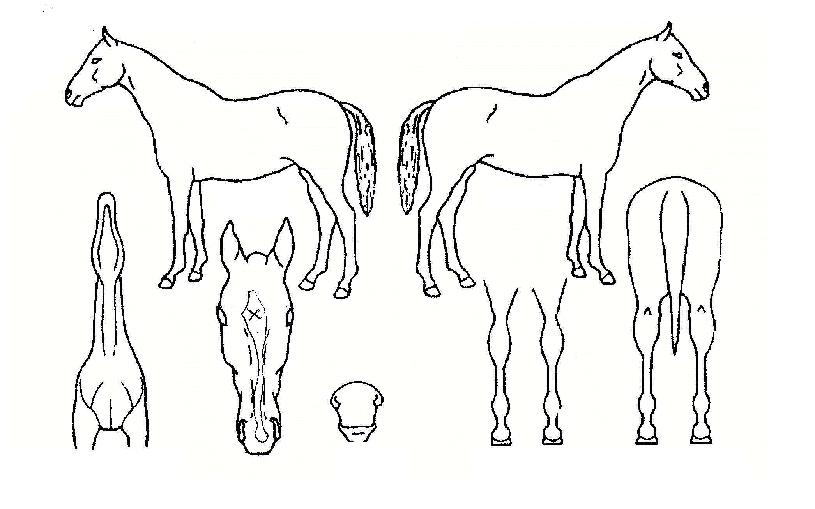 µÎ¹Ì¿ï¸¸¼¼ÀÇ Ãø¸é,¿ì¸é,µÞ¸é,µÎ»ó,´Ù¸®ÀÇ Æ¯Â¡µµÇØ