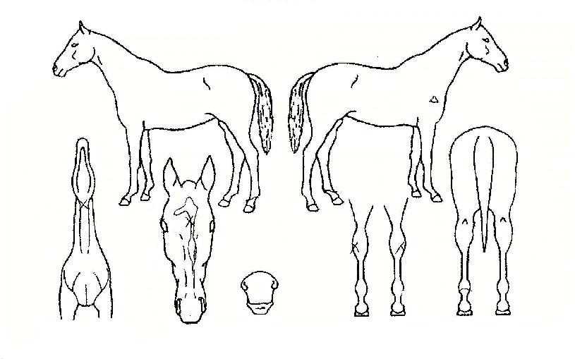 �Ѷ������ ����,���,�޸�,�λ�,�ٸ��� Ư¡����